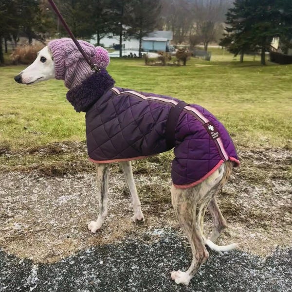 Sphynx Katzenpullover Aus Samt - Warme Weste Für Haarlose Katzen Wie Devon Rex (Größe XS)