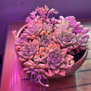 Rare Succulent - Aeonium Aurea Ex El Hierro 'pink Mountain