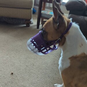 dog muzzle with stool guard