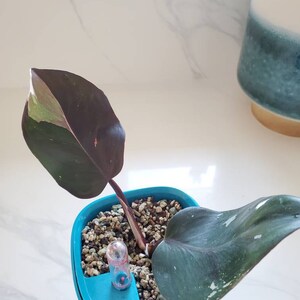 Demetrio dodał(a) zdjęcie swoich zakupów