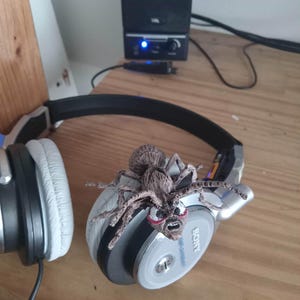 Neils added a photo of their purchase