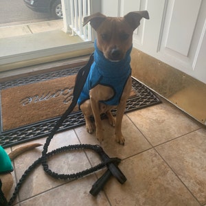 rhodesian ridgeback jumper