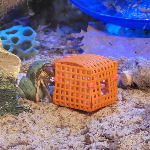 Shell Curiosity Cube The Curiosity Cube - the Original Hermit Crab Enrichment Toy (1