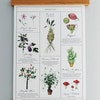 Herbology Chart A4 Print - Etsy UK