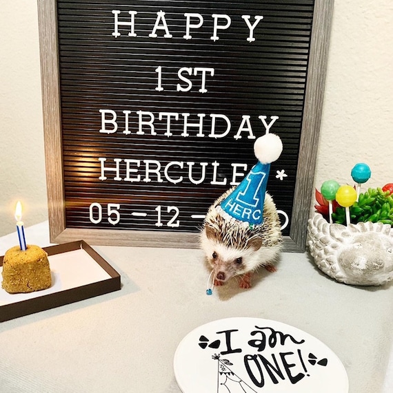 Customer photo of a pet with the First Birthday hat and matching tie or bow