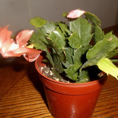 Christmas Cactus White 4'' From California Tropicals - Etsy