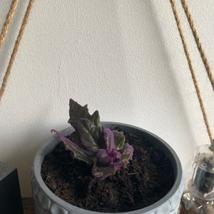 Belle added a photo of their purchase