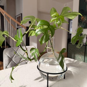 Pflanzen-Anzuchtstation Mit Glasgefäß & Holzständer – Drehgelenk-Halter Für Hydrokultur, Ideal Für Zuhause & Büro