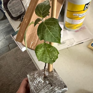 Gizell added a photo of their purchase