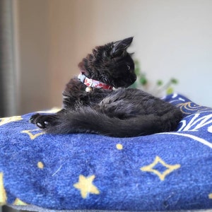 Horror Movie Cat Collar Dexter Blood Spatter Etsy 日本