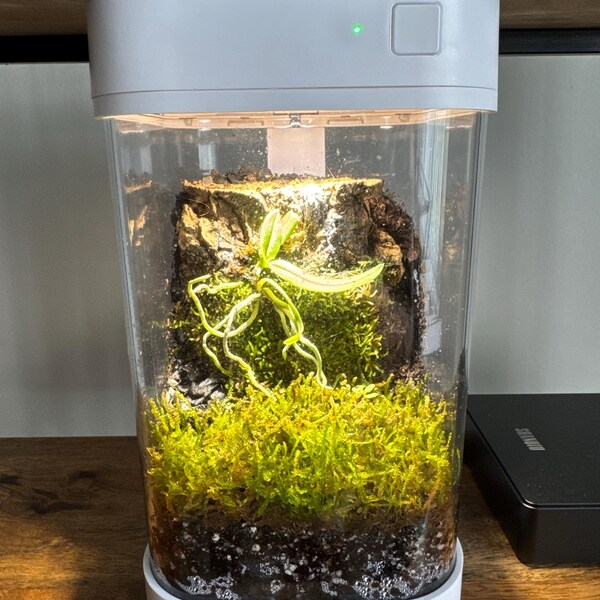 Orchidbox Mini Smart Terrarium (white) - LED Terrarium for Cuttings ...