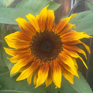20 Orange Sunflower Seeds Plants Garden Planting Colorful Rare