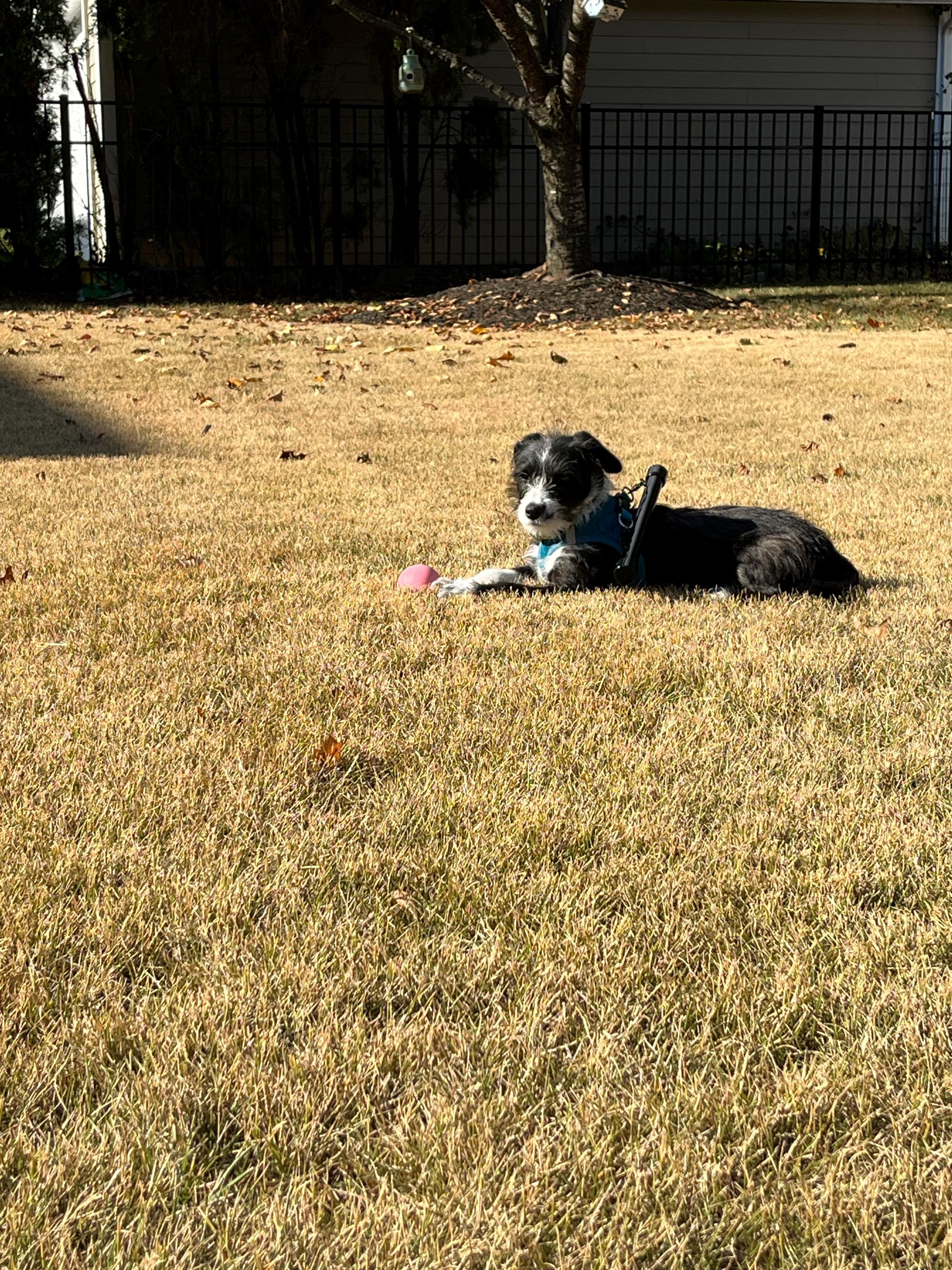 Picket Protector (Harness Not Included)