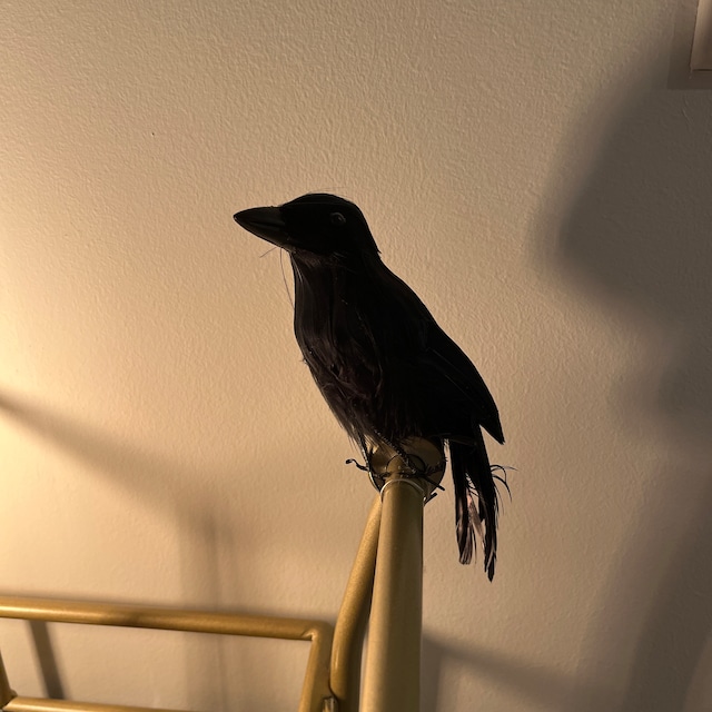 Realistic Black Feathered Halloween Crow – 5.9 display picture 3