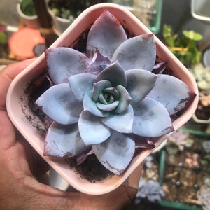 cathy added a photo of their purchase