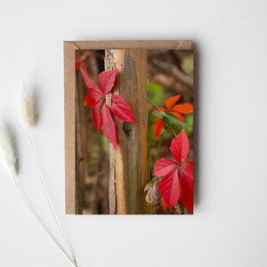 Lihi added a photo of their purchase