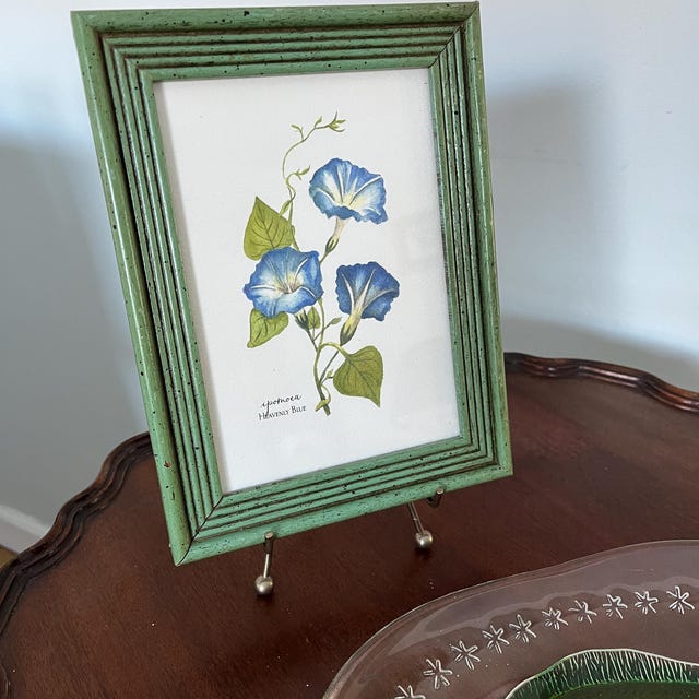 Blue Morning Glory Giclee Print: Botanical Watercolor Painting - Etsy