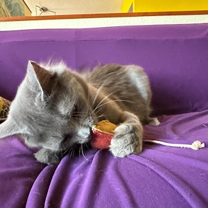 brandy ha añadido una foto de su compra