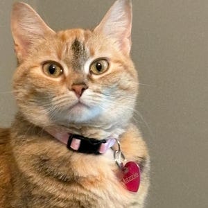 Comprador Etsy adicionaram uma foto da sua compra