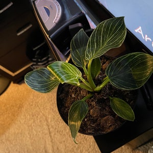 Jennifer added a photo of their purchase