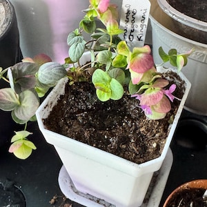 Kimberly ha añadido una foto de su compra