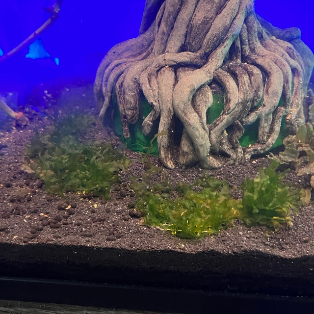 Live Subwassertang Moss Aquarium Plant Fast and Easy to Grow With