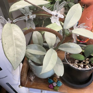 Hoya Wilbur Graves Silver UNROOTED Cutting - Etsy 日本