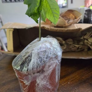 Comprador de Etsy ha añadido una foto de su compra