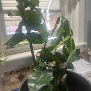 sokheng ha añadido una foto de su compra