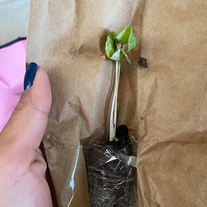 Leila added a photo of their purchase