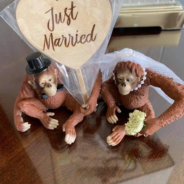UNITED ARROWS★UA MONKEY ♡wedding ♡ Orangutan-wedding-ape-bride-groom-monkey-wildlife-funny