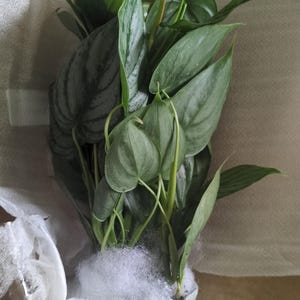 Edianne added a photo of their purchase