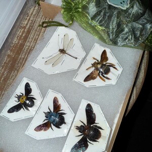 Xylocopa caerulea, Blue Carpenter Bee, Entomology, Insects
