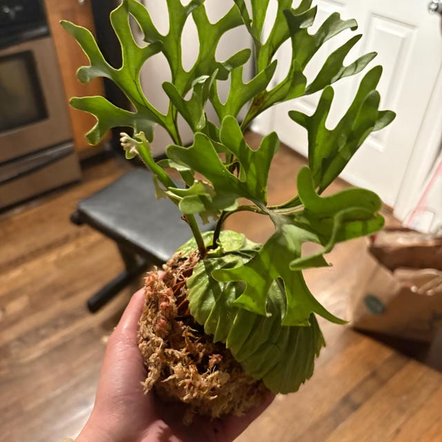 Platycerium Ridleyi Rare Uniqe Ornamental Plant - Etsy