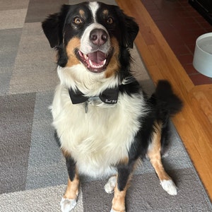 Wedding Dog Bow Tie, Dog Wedding Attire, Best Boy, Engagement Dog Gift ...