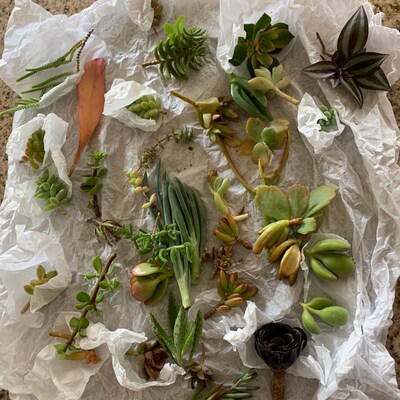 40 Succulent Cuttings, Assorted Bulk Succulents for Weddings, Projects ...