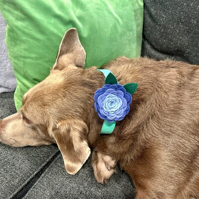 grey dog bow tie
