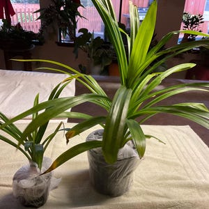 Shopgirl added a photo of their purchase