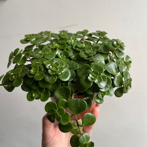 Comprador de Etsy ha añadido una foto de su compra