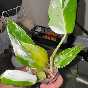 Veronica added a photo of their purchase