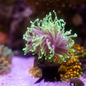 Manuel added a photo of their purchase