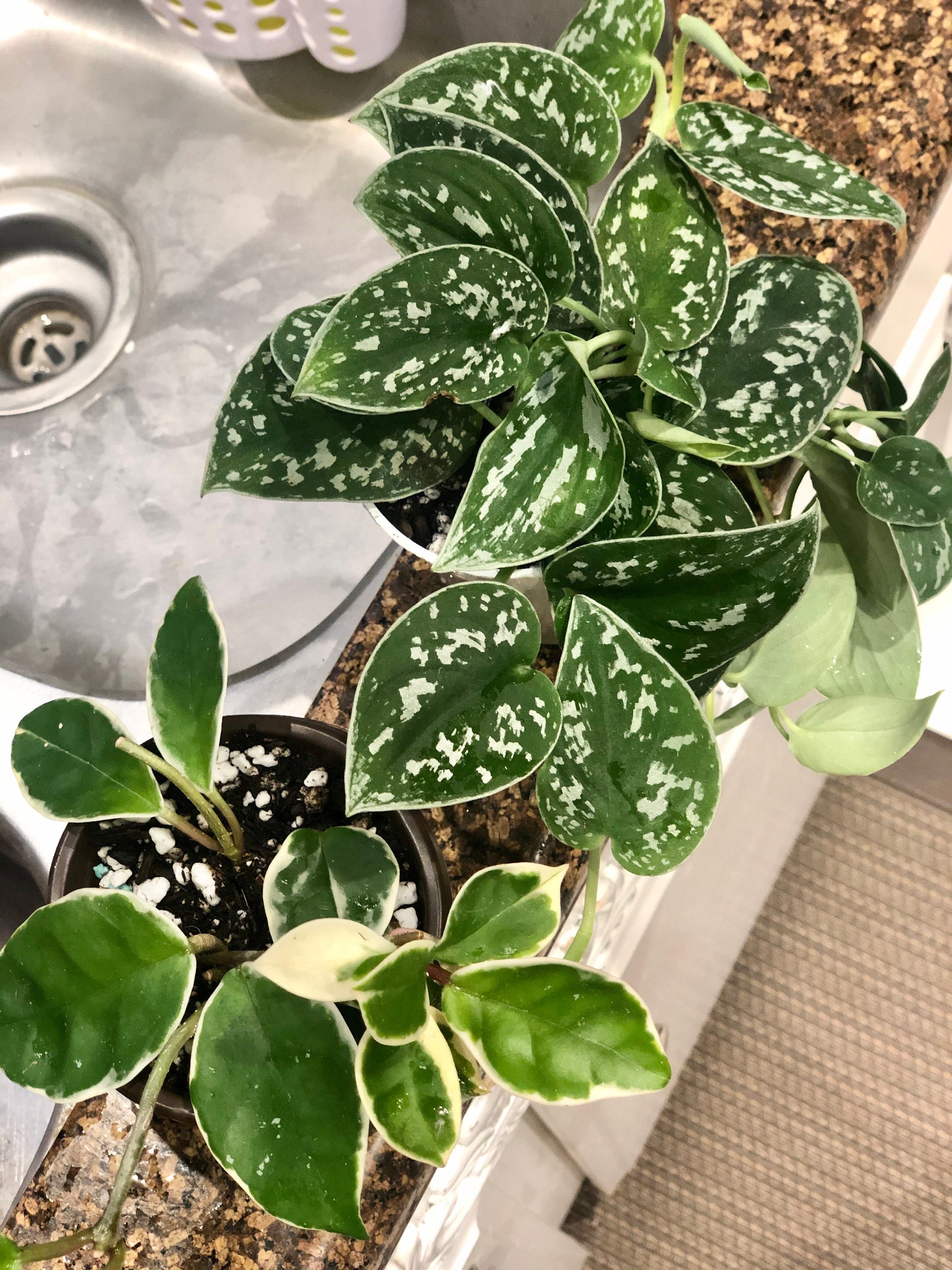 Hoya Tricolor Plant