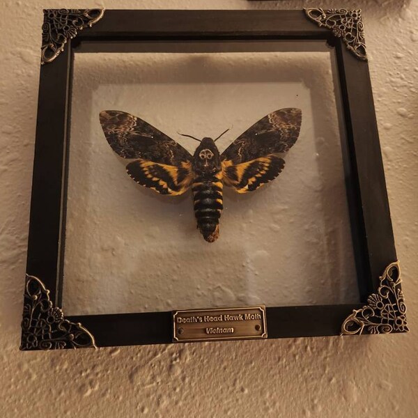 Real Death Head Moth White Skull Acherontia Gothic Witchy Spooky Butterfly Entomology Shadow Box Insect Oddity Curiosities Taxidermy Wall Art Home Decor Living Gallery K18 01 TR MT