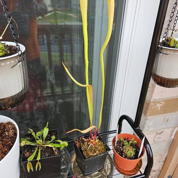 HUGE Sarracenia Carnivorous Pitcher Plant - Specimen Sized Beginner ...