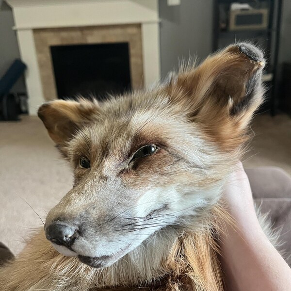 Lucky Rabbit Foot Keychain Charm, Midnight Blue, Real Rabbit Foot. - Etsy