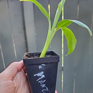 Jessica ha aggiunto una foto del proprio acquisto