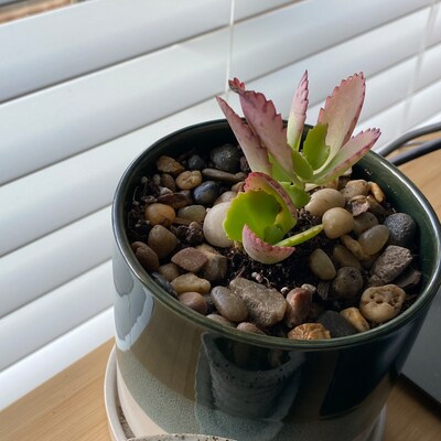 2 Mother of Thousands Live Plant Fully Rooted - Etsy