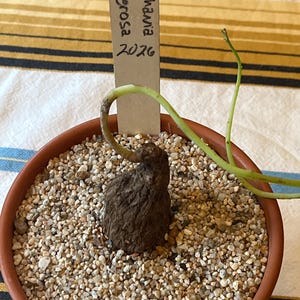 Tod ha añadido una foto de su compra