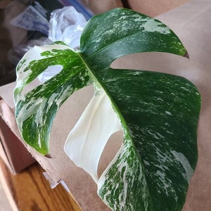 Christiana added a photo of their purchase