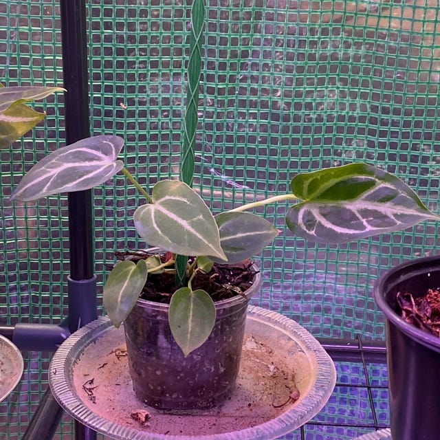 Anthurium Dorayaki Silver X Magnificum Starter Plant (ALL